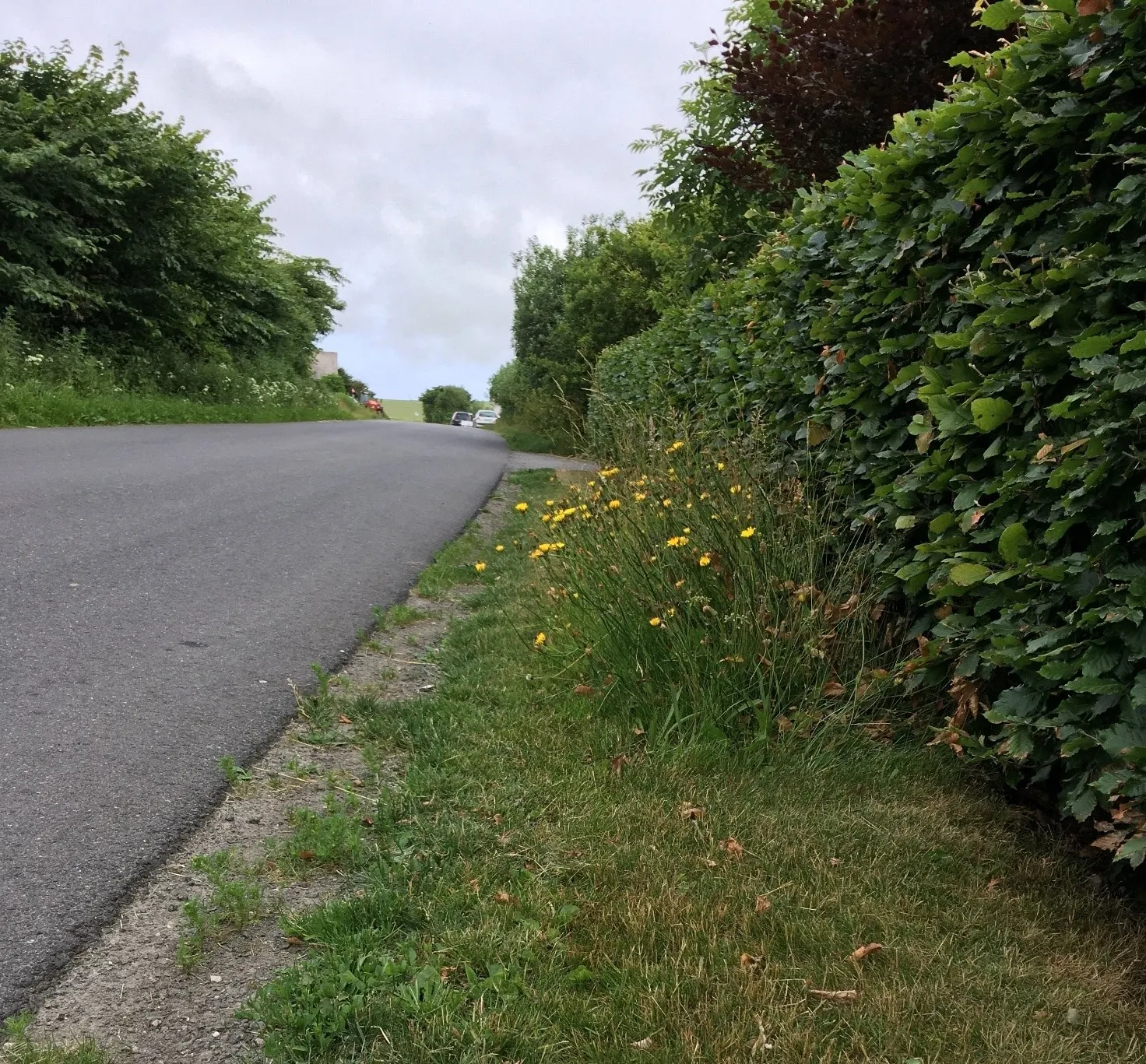 Vejkant hvor græsklipperen har været